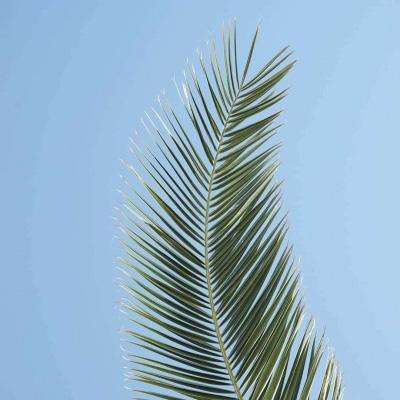 久游棋牌下载手机版